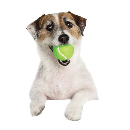 A dog with a tennis ball in its mouth