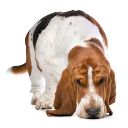 Sad dog