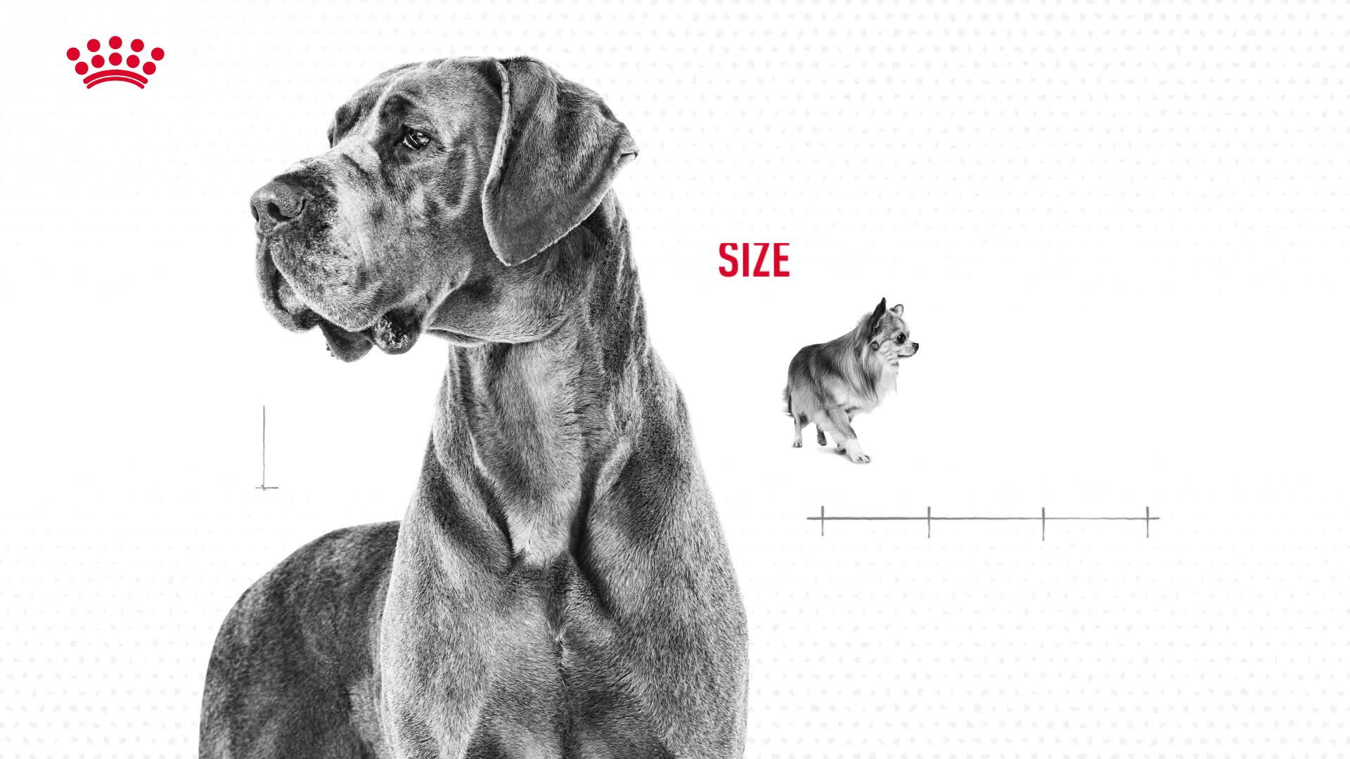 royal canin great dane dog food